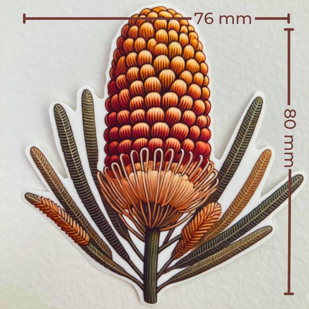 A sticker of an orange and yellow banksia flower with long, slender leaves against a white background. Brown measurement lines indicate the sticker’s dimensions: 76 mm wide and 80 mm tall. The design highlights the flower&#39;s textured cone shape