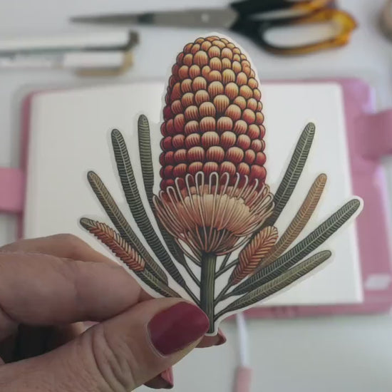 Australian Banksia Flower Sticker – Native Flora Design, Vibrant Botanical Décor for Laptops & Journals