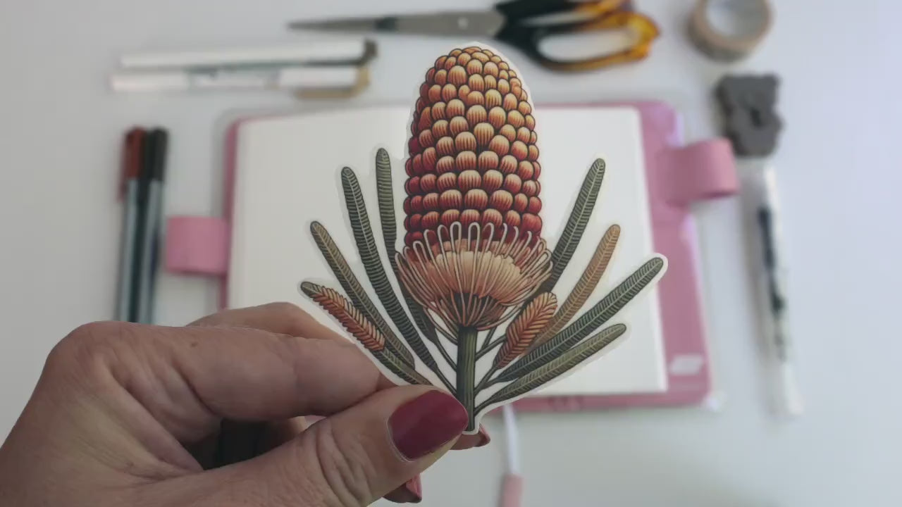 Australian Banksia Flower Sticker – Native Flora Design, Vibrant Botanical Décor for Laptops & Journals